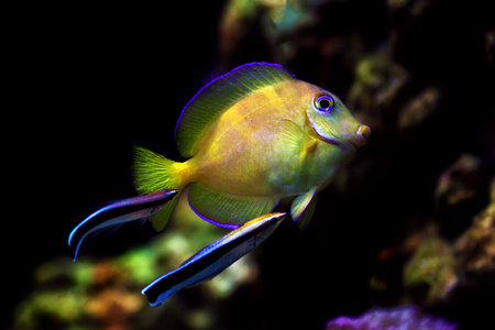 Two Bluestreak cleaner wrasses cleaning parasites from Blue Atlantic Tang