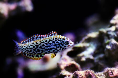 Black spotted Leopard Wrasse  - (Macropharyngodon meleagris)の写真素材