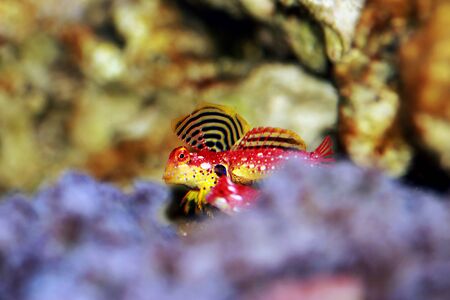 Rare scene of pair Red Ruby Dragonet fishes mating danceの写真素材