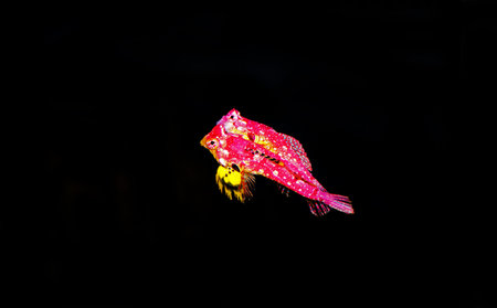 Rare scene of pair Red Ruby Dragonet fishes mating dance