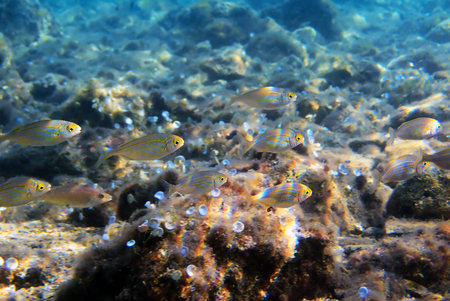 Salema porgy saltwater dreamfish - Sarpa salpa