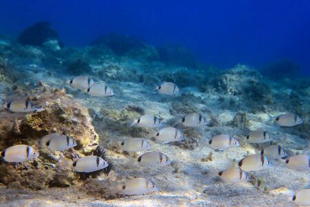 Common two-banded seabream - diplodus vulgarisの写真素材