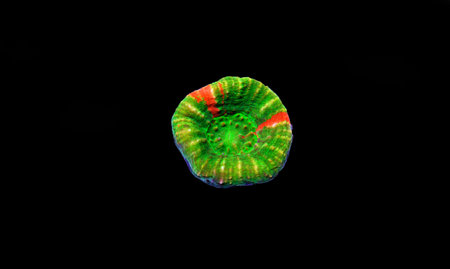 Scolymia wellsii LPS coral on black background
