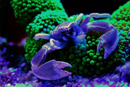 White Porcelain crab - Neopetrolisthes maculatusの写真素材