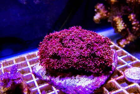 Red Flower Pot LPS Coral - (Goniopora sp.)の写真素材