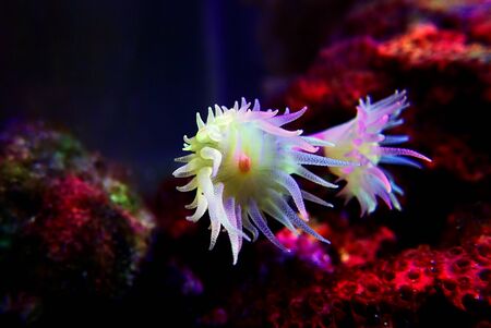 Lemon branched sun coral polyps - Dendrophyllia spp.の写真素材