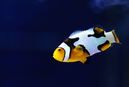 Black-ice Snowflake clownfish - 8th generation of hybrid clownfishesの写真素材