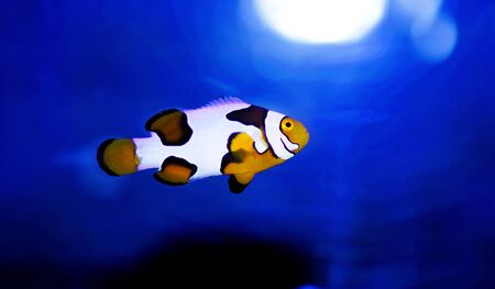 Black-ice Snowflake clownfish - 8th generation of hybrid clownfishesの写真素材