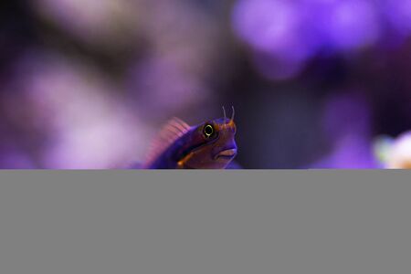 Tail Spot Blenny fish - (Ecsenius stigmatura)の写真素材