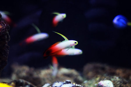 Red fire goby fish - Nemateleotris magnifica