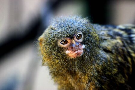 Pygmy marmoset (Cebuella pygmaea)  is one of the smallest monkeys in the worldの写真素材