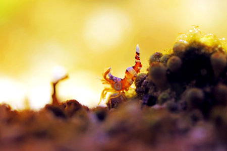 Dancing Sexy Shrimp - Thor Amboinensisの写真素材