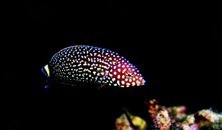 White spotted saltwater wrasse fish - Melanurus Anampses