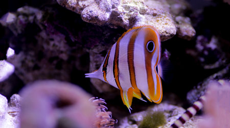 The copperband butterflyfish - (Chelmon rostratus)