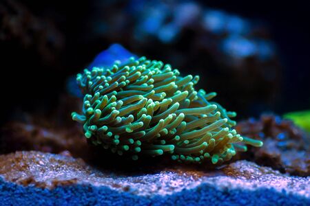 Green Euphyllia Torch LPS coral -  Euphylliidae Glabrenscensの写真素材