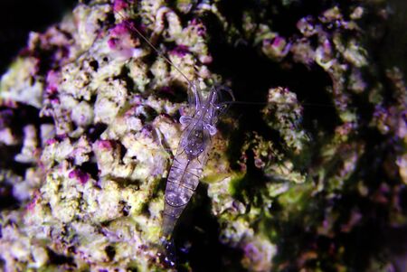 European rock pool shrimp - Palaemon elegansの写真素材