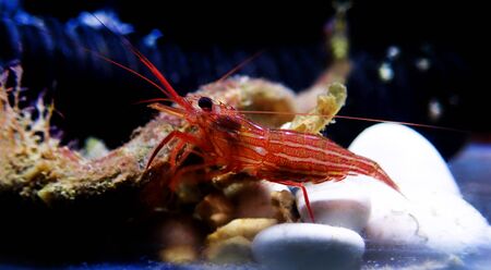 Mediterranean sea specimen of Peppermint Shrimp - Lysmata seticuadataの写真素材