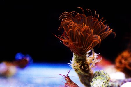 Mediterranean sea specimen of Peppermint Shrimp - Lysmata seticuadataの写真素材