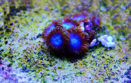 Blue smurf Caribbean zoathids - rare blue polyps colony coral