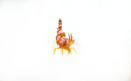 Dancing Sexy Shrimp on white background - Thor Amboinensisの写真素材