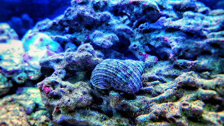 Close up image of saltwater snail invertebrate sea creature