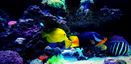 Amazing colorful saltwater Coral Reef Aquarium Tank