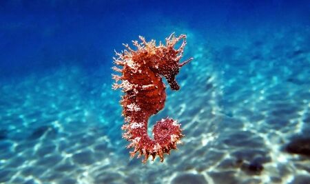 Red long-snouted seahorse - Hippocampus guttulatusの写真素材
