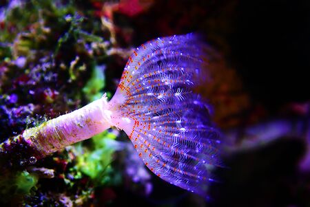 White tiny tube worm in macro scene in marine reef aquariumの写真素材