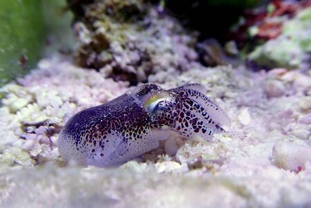 European common cuttlefish - (Sepia officinalis)の写真素材