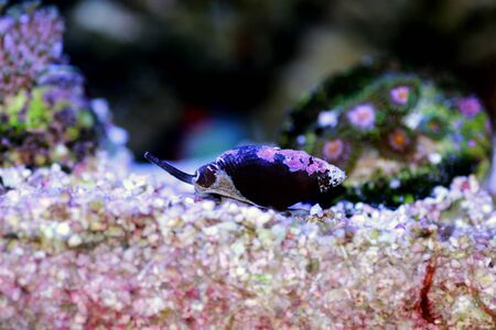 Nassa mud snail (dog whelks) - Nassarius arculariusの写真素材