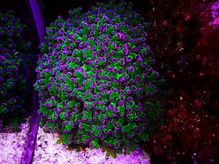 Amazing colorful Euphyllia divisa aka Frogspawn LPS coralの写真素材