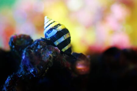 Bumble Bee Snail  - (Pusiostoma sp.)の写真素材