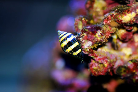 Bumble Bee Snail  - (Pusiostoma sp.)