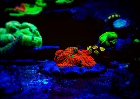 Red & Blue St. Thomas Rhodactis Mushroom