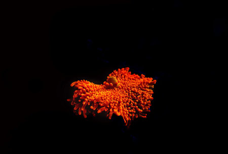 Ricordea yuma polyps ear mushroom coral - Ricordeidae sp.