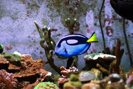 Pacific regal blue tang - Paracanthurus hepatusの写真素材