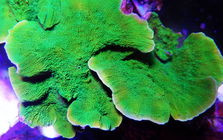 Green Montipora capricornis plate sps coral