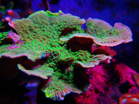 Green Montipora capricornis plate sps coralの写真素材