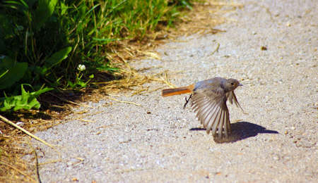 Black Redstart Bird - (Phoenicurus ochruros)の写真素材
