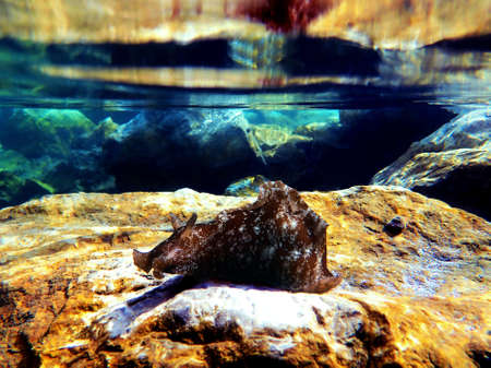 Underwater shot on large sea hare in Mediterranean sea (Aplysia punctata)の写真素材