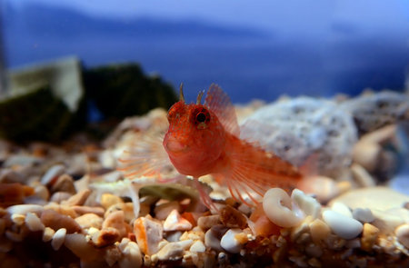 Zvonimirâs blenny, Mediterranean fish - (Parablennius zvonimiri)の写真素材