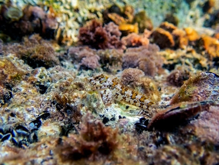 Combtooth Mediterranean blenny fish - Lipophrys trigloides