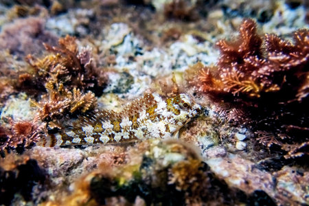 Combtooth Mediterranean blenny fish - Lipophrys trigloidesの写真素材