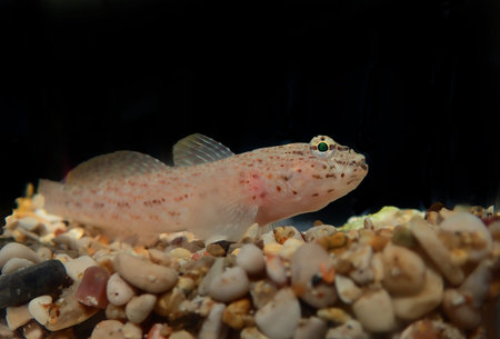 Bucchich's Mediterranean sea goby fish - Gobius bucchichi