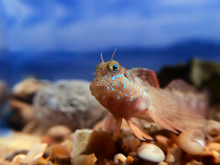 Sphinx blenny Mediterranean fish - (Aidablennius sphynx)