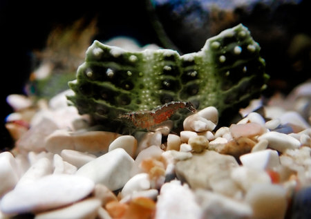 Hooded shrimp - (Athanas nitescens), Rare image of the smallest marine discovered shrimpの写真素材