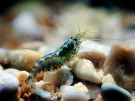 Hooded shrimp - (Athanas nitescens), Rare image of the smallest marine discovered shrimpの写真素材
