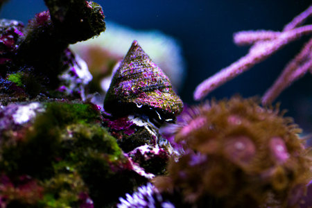 Saltwater Trochus snail in reef aquarium tank