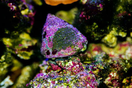 Saltwater Trochus snail in reef aquarium tankの写真素材