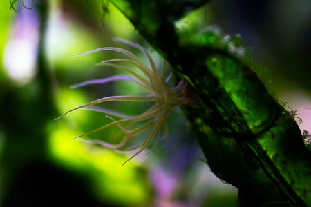 Aiptasia - small anemone and one of the common pests in saltwater reef aquariums